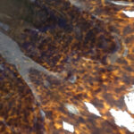 HOVĚZÍ KŮŽE - VALCHOVANÁ HLAZENICE S POVRCHOVOU ÚPRAVOU (LAMINACE) - 0.9 mm - Obrázek 4